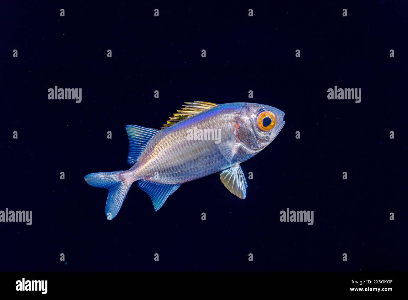 Das ist das juvenile oder Larvenstadium eines Soldatenfisches, Myripristis sp. Der Fisch ist nur 2 cm lang und wurde während einer blackwater Drift fotografiert Stockfoto