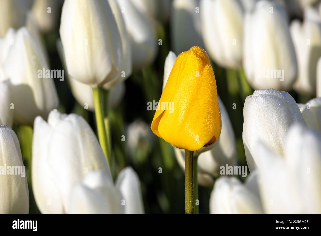 WA24775-00..... WASHINGTON: Eine Tulpe in einer ungewöhnlichen Farbe in einem Tulpenfeld im Skaghit Valley. Stockfoto