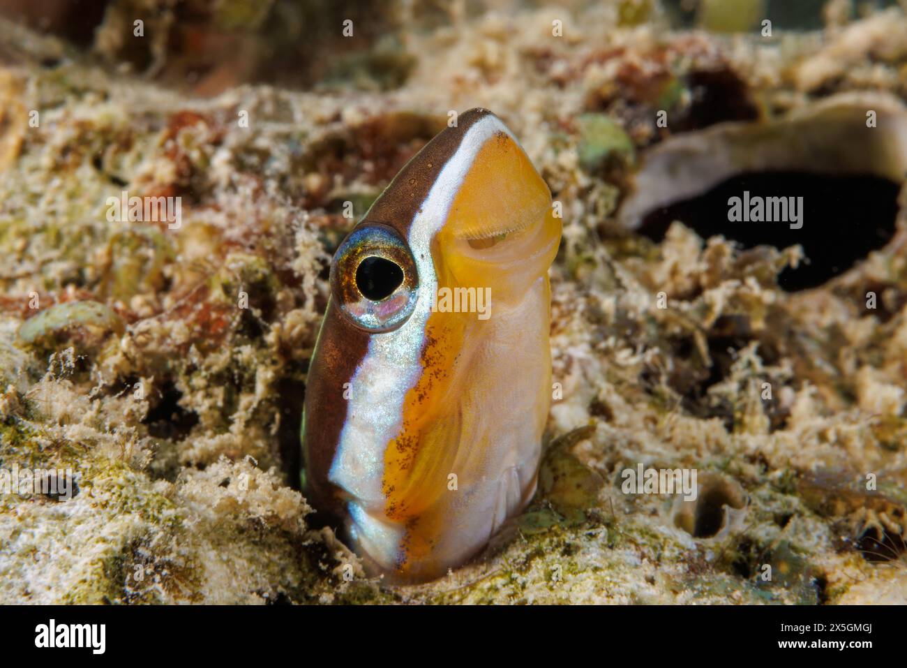 Bluestriped Fangblenny, Plagiotremus Rhinorhynchos, die aus ihrem Loch schauen, Guam, Föderierte Staaten von Mikronesien. Dieser Blenny ernährt sich von der Haut und s Stockfoto