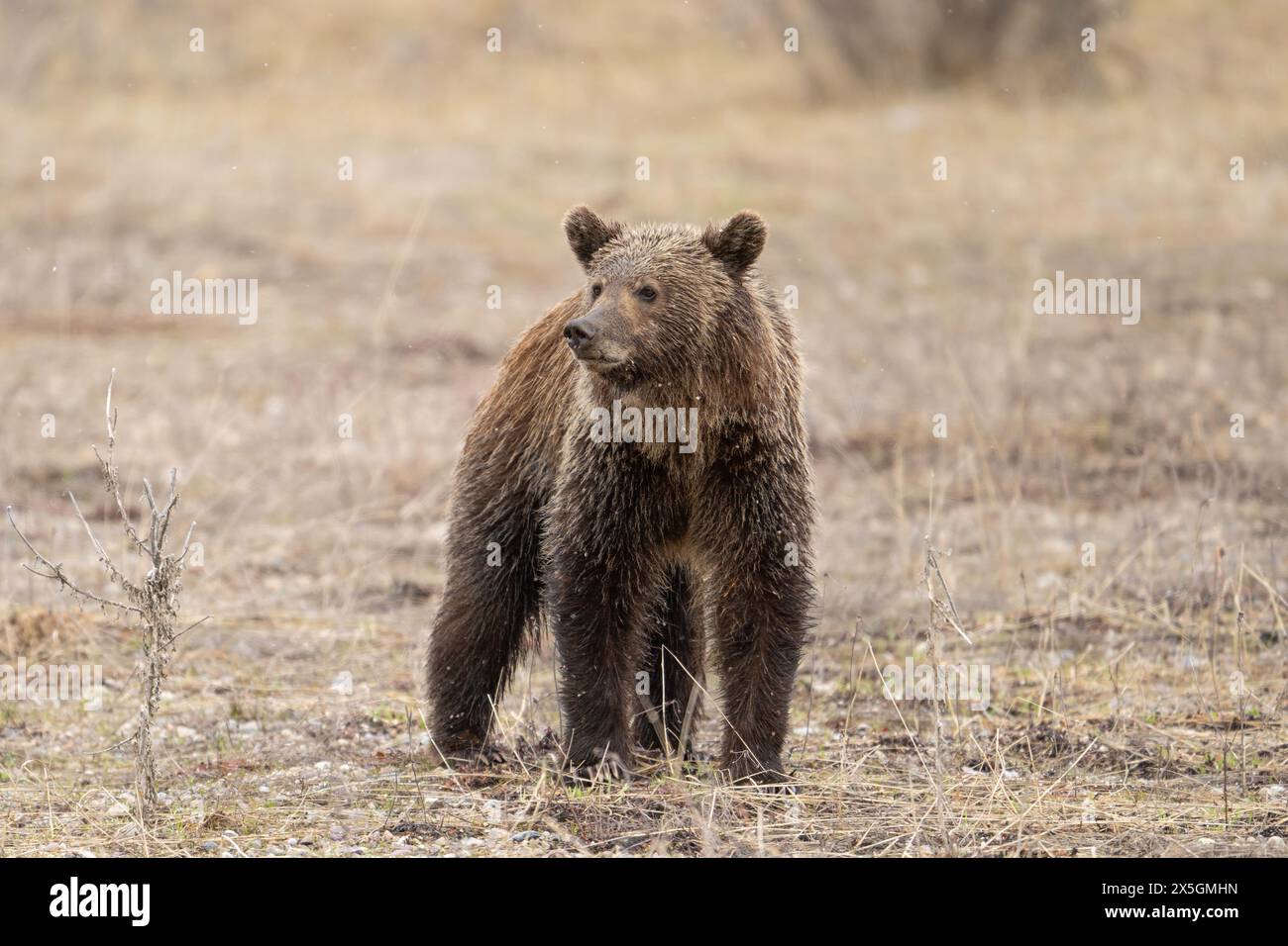 Junger Grizzlybär - Junges des Bären 619 - Grand Teton National Park Frühjahr 2024 Stockfoto