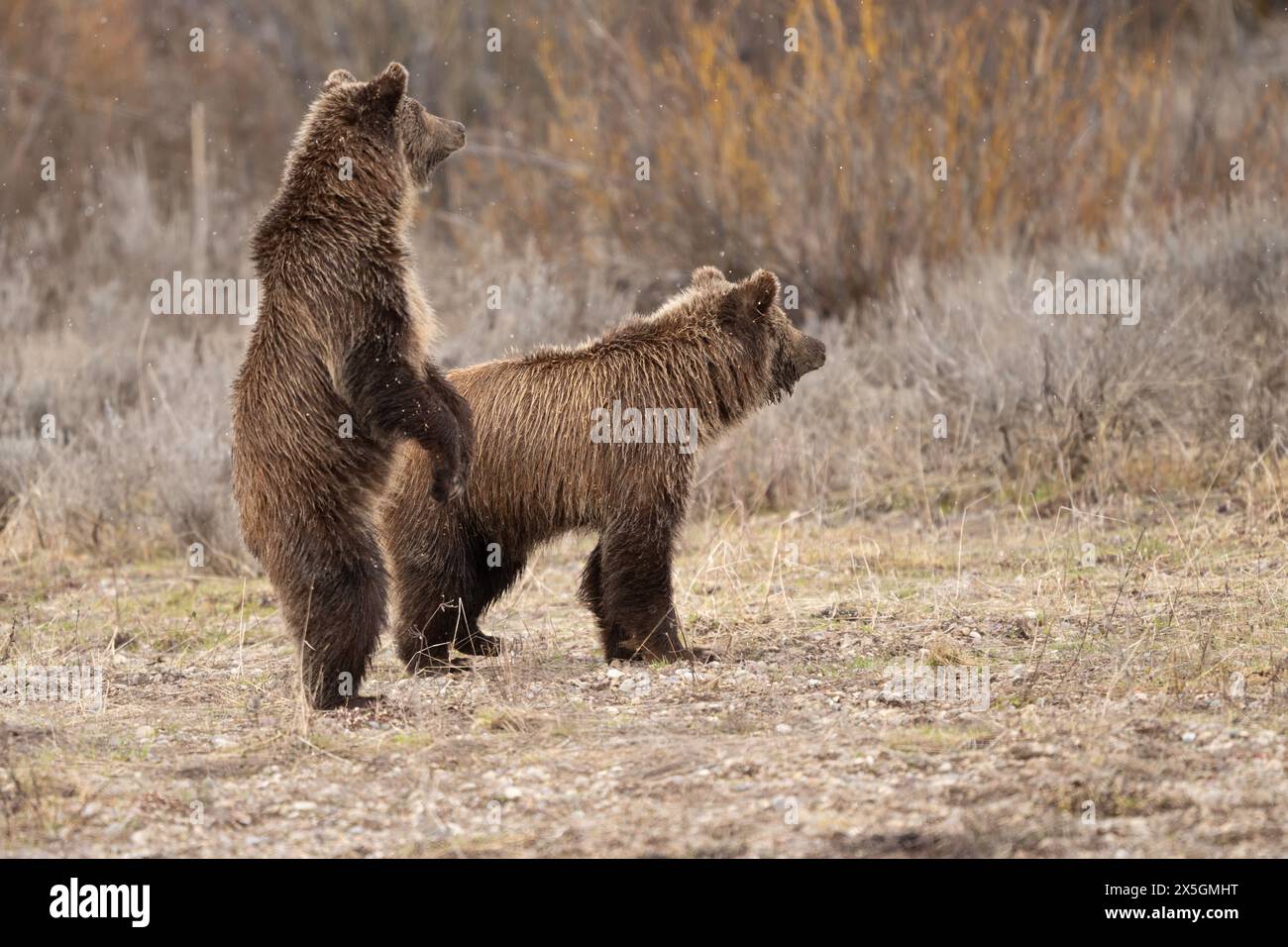 Grizzlybär stehend. Es handelt sich um 2,5 Jahre alte Bärenjungen 610 im Grand Teton National Park im Mai 2024. Stockfoto
