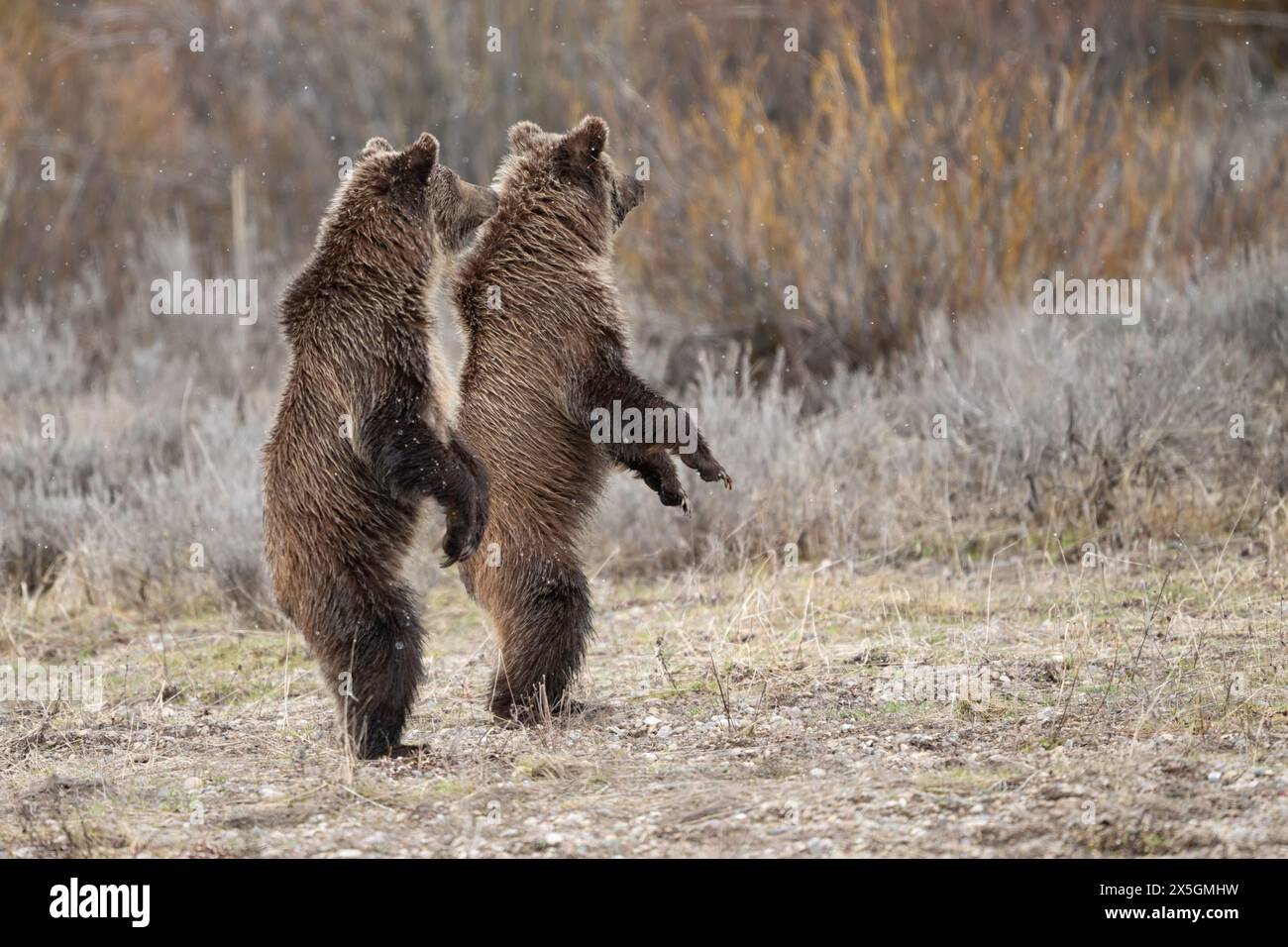 Zwei Grizzlybären stehen. Es handelt sich um 2,5 Jahre alte Bärenjungen 610 im Grand Teton National Park im Mai 2024. Stockfoto