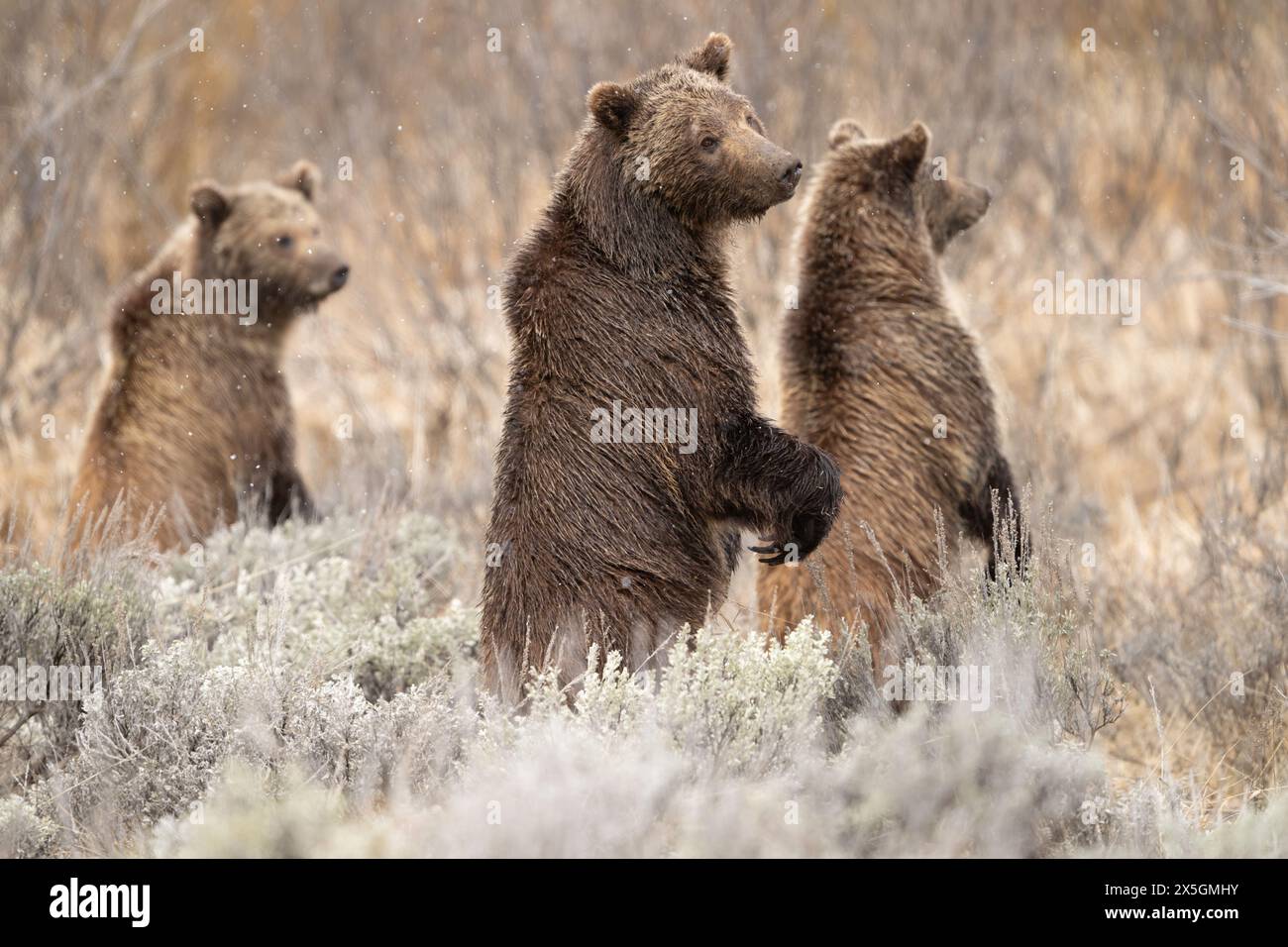 Grizzlybären stehen. Dies ist Bär 610 und zwei ihrer drei Jungen im Grand Teton National Park - Frühjahr 2024 Stockfoto