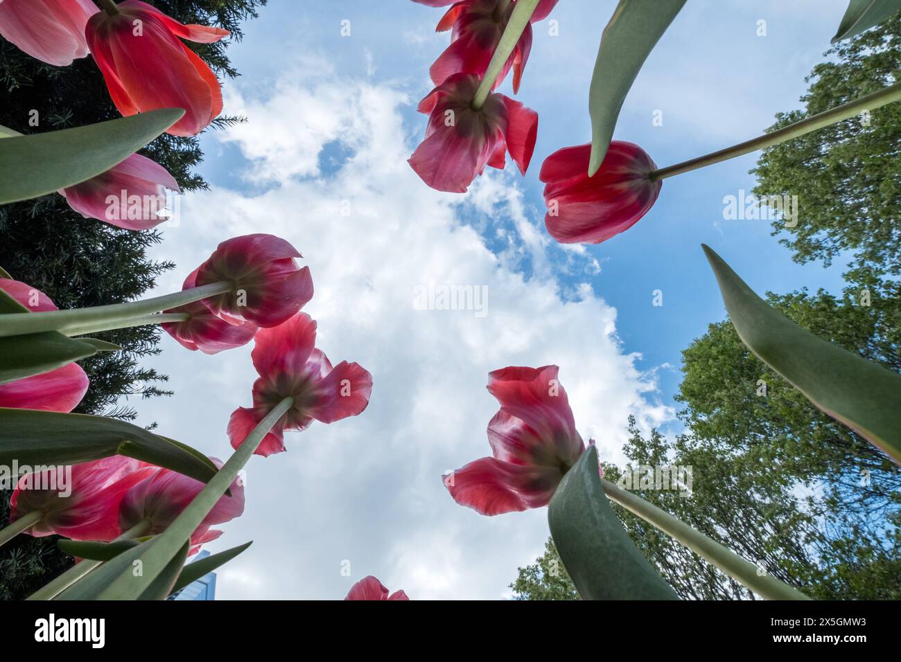 Eine Gruppe roter Tulpen steht im Vordergrund eines blauen Himmels. Die Blüten sind kreisförmig angeordnet, wobei sich einige von ihnen überlagern Stockfoto