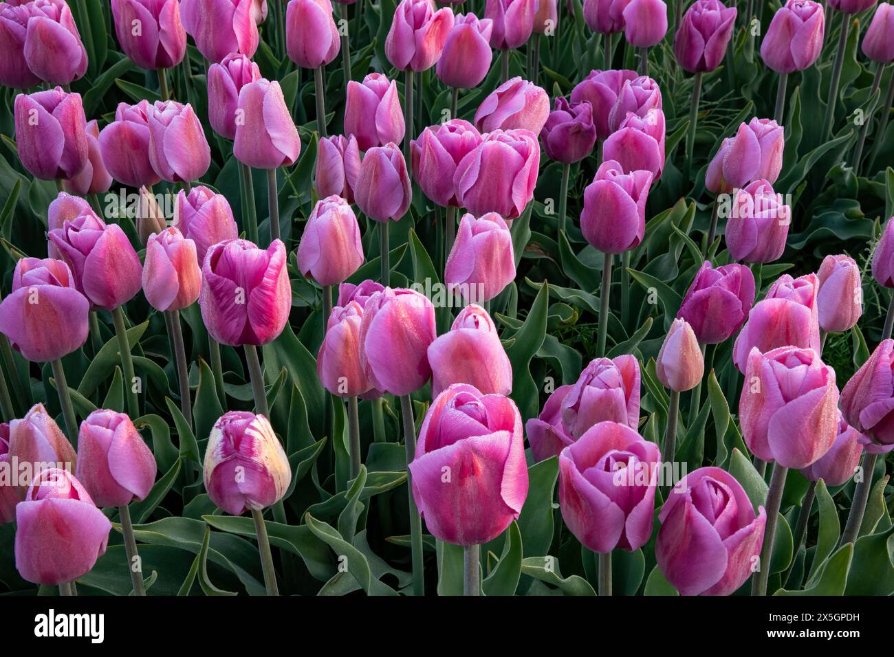 WA25171-00...WASHINGTON - am frühen Morgen in den Tulpenfeldern von RoosenGaarde im Skagit Valley. Stockfoto