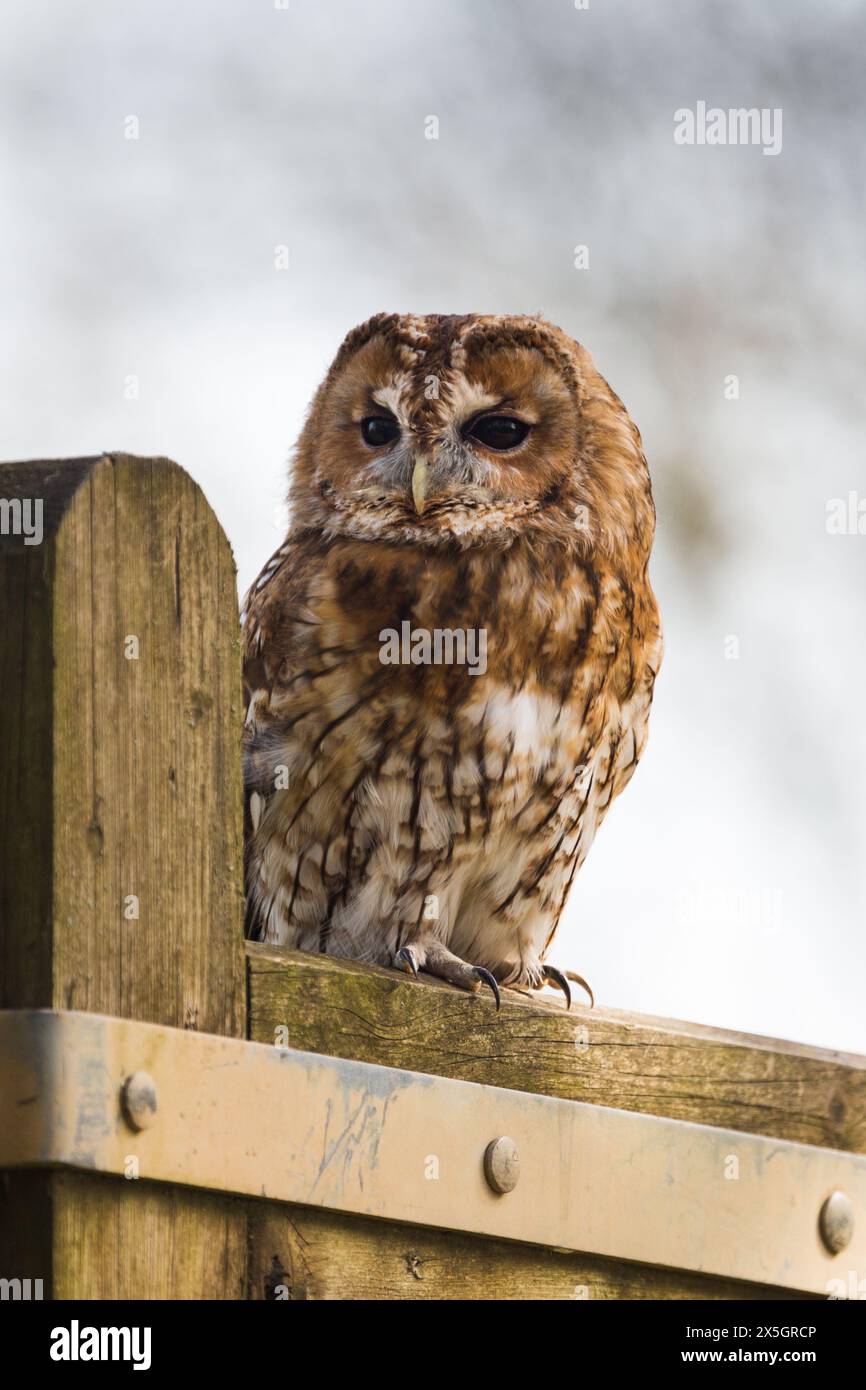 Captive Tawny Owl (Strix aluco) sitzt tagsüber am Holztor im British Wildlife Centre, Newchapel, Lingfield, Surrey, Vereinigtes Königreich. Stockfoto