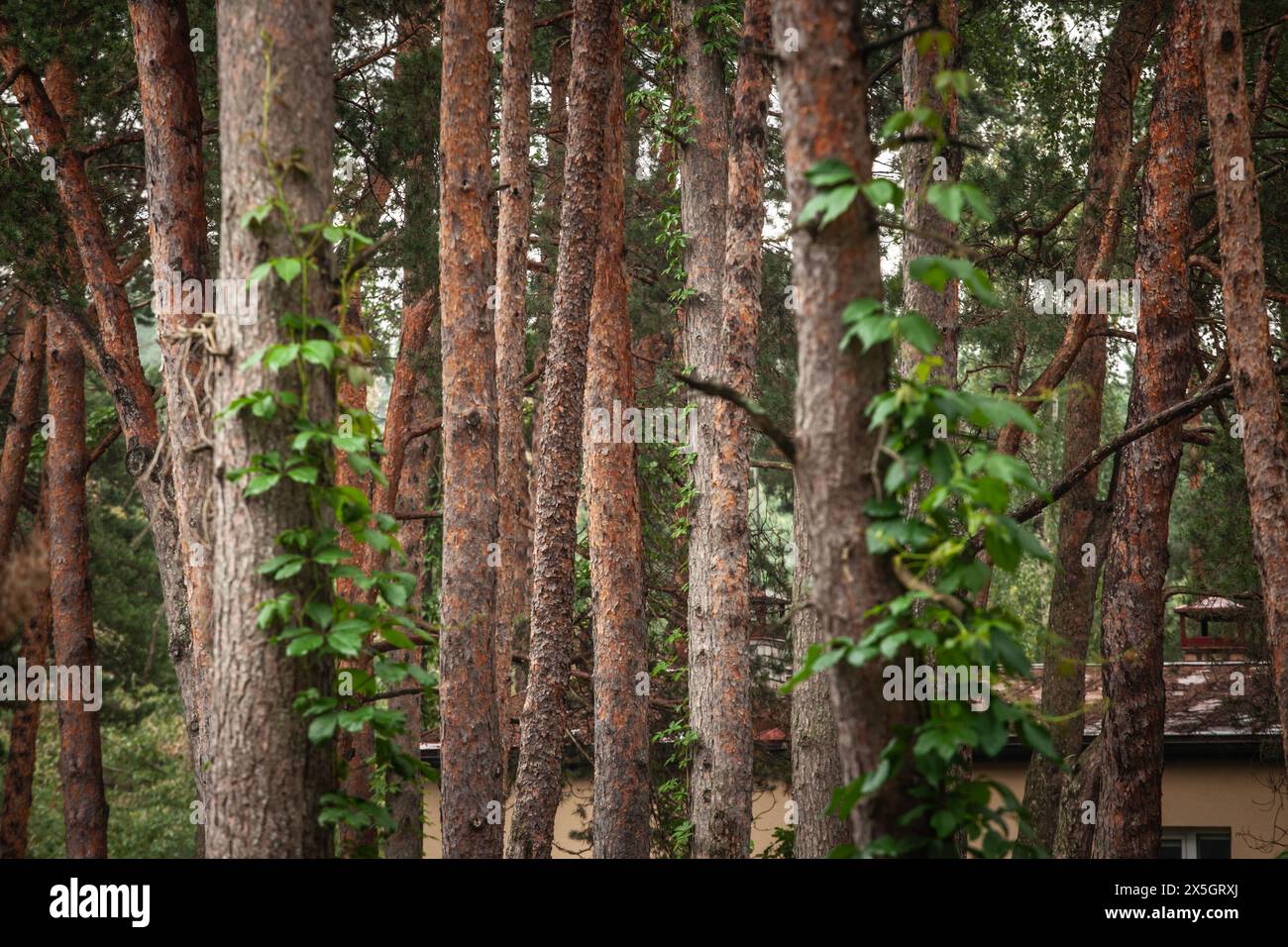 Eine ruhige lettische Waldszene mit den reichen Texturen und vertikalen Linien von Kiefern- und Tannenstämmen. Üppig grüne Blätter und Wildgewächse aus dem Wald Stockfoto