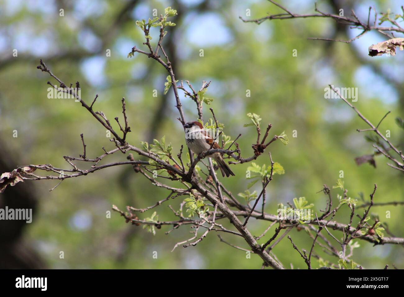 Haus Sperling im Baum an einem sonnigen Frühlingstag Stockfoto