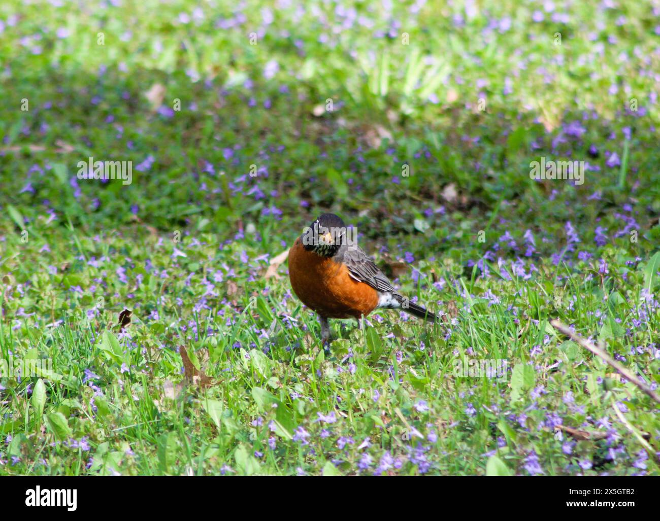 Robin im Gras, wachsam, füttert Stockfoto