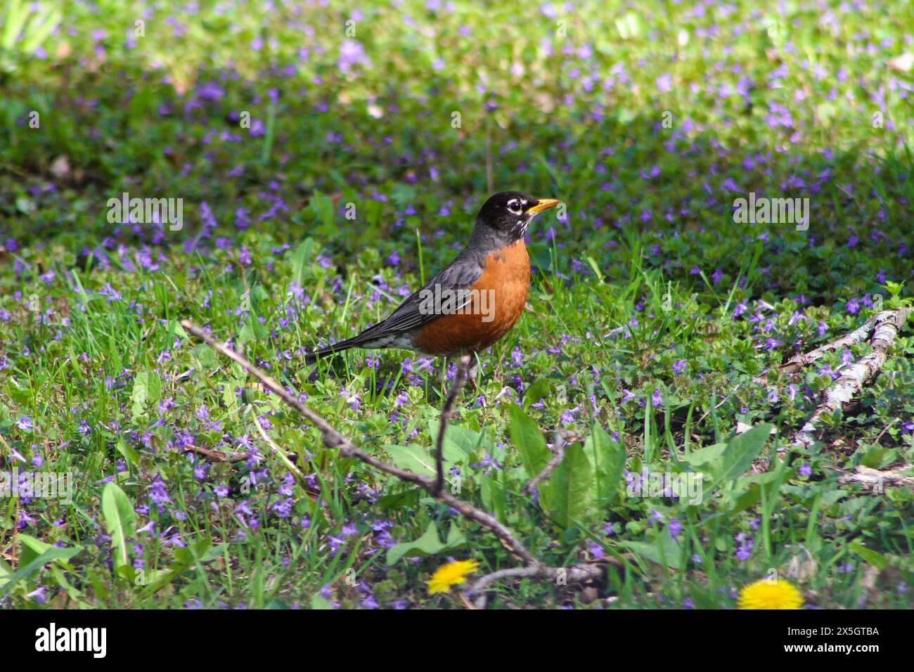 Robin im Gras, wachsam, füttert Stockfoto
