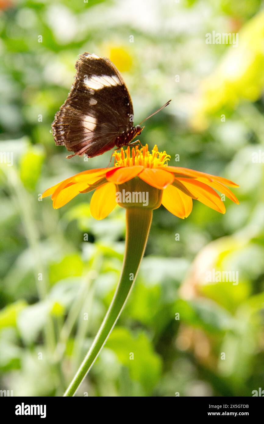 Makrofotografie von Schmetterlingen Stockfoto