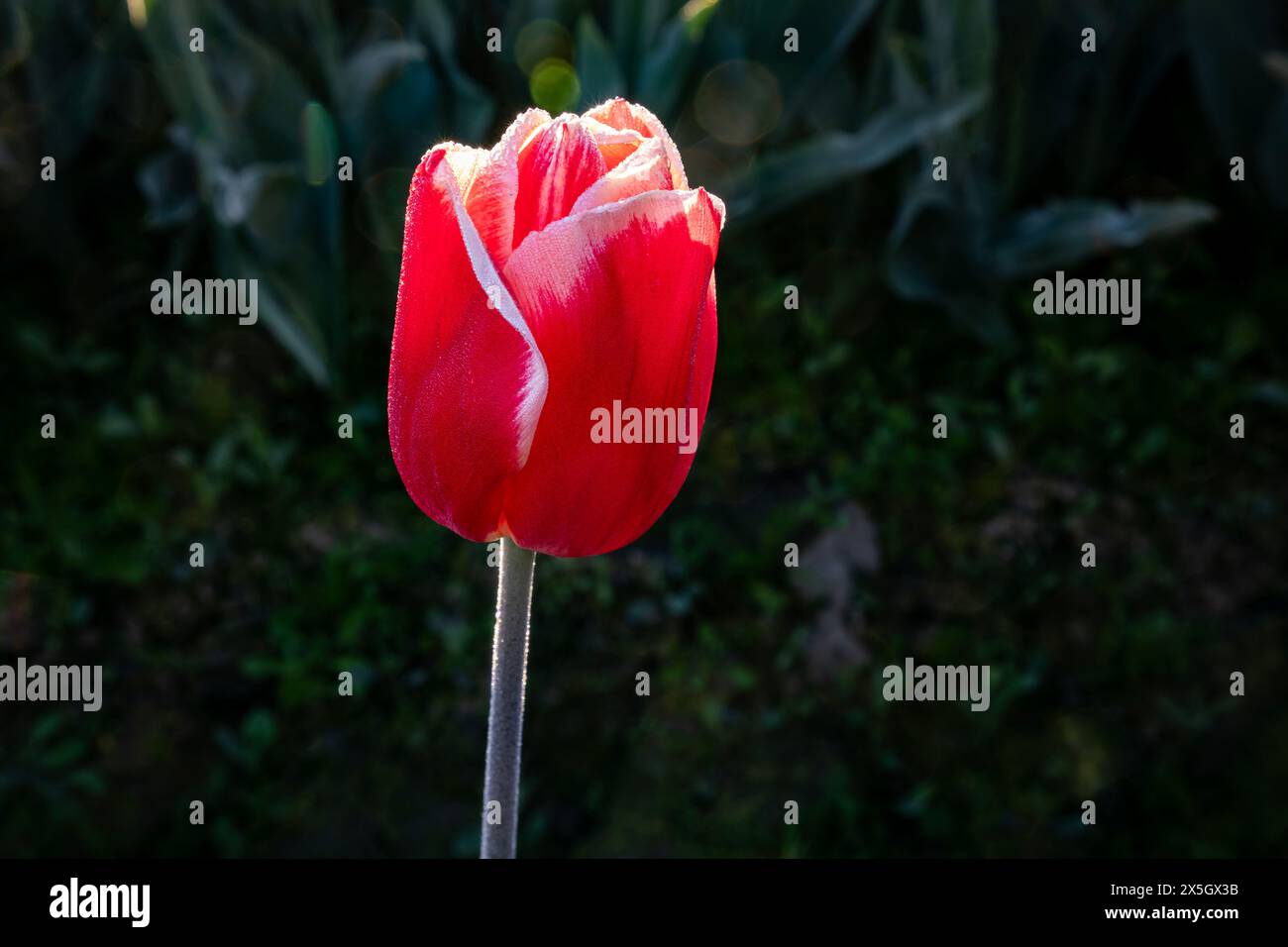 WA25184-00... WASHINGTON - Eine rote Tulpe in einem Tulpenfeld im Skagit Valley. Stockfoto