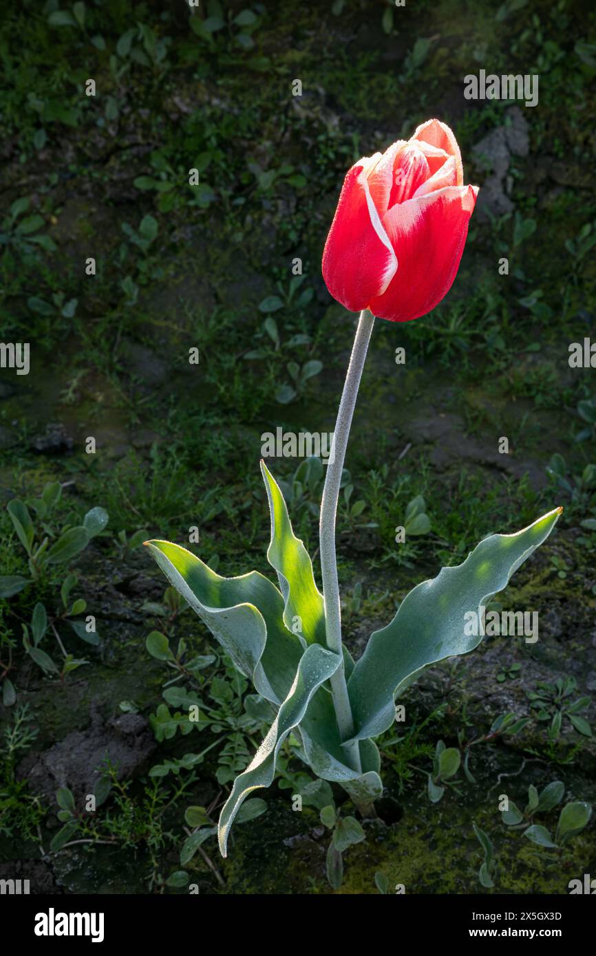 WA25186-00... WASHINGTON - Eine rote Tulpe in einem Tulpenfeld im Skagit Valley. Stockfoto