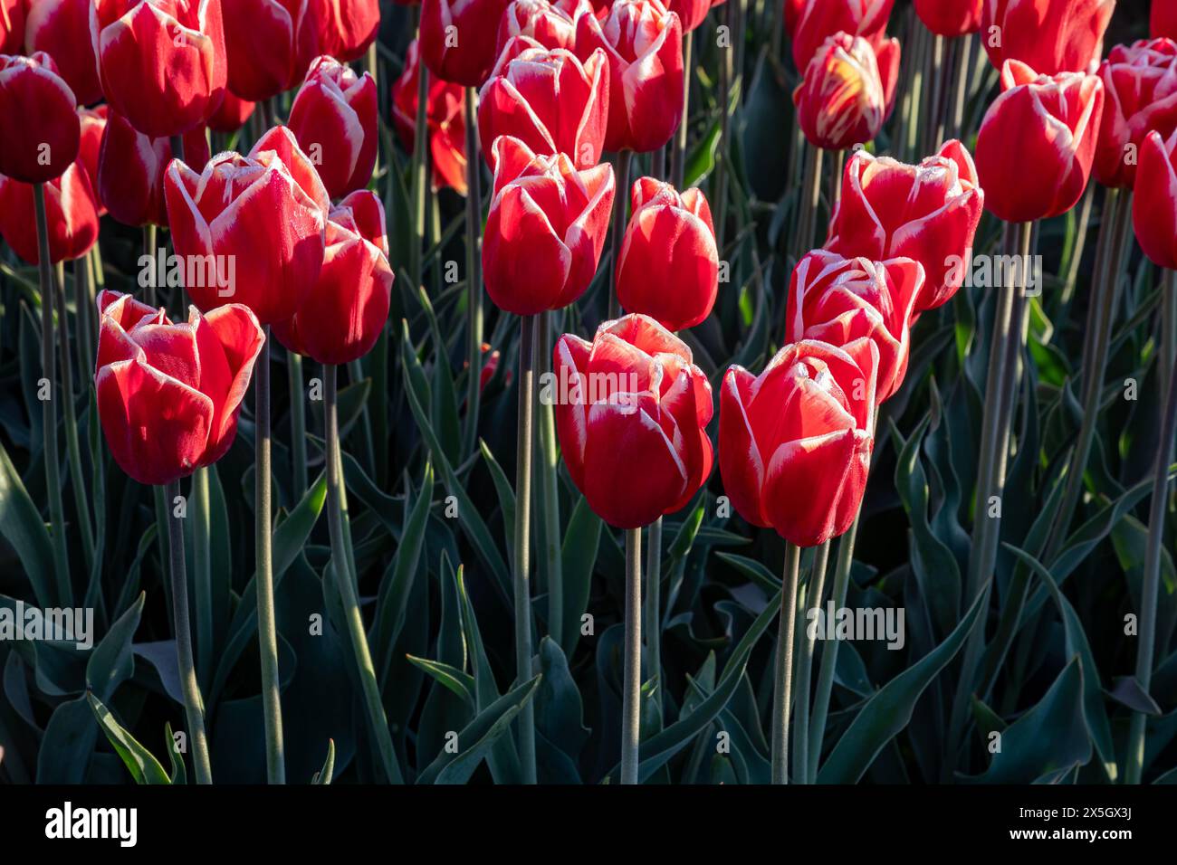 WA25187-00... WASHINGTON - Tulpen im Skagit Valley in Blüte. Stockfoto