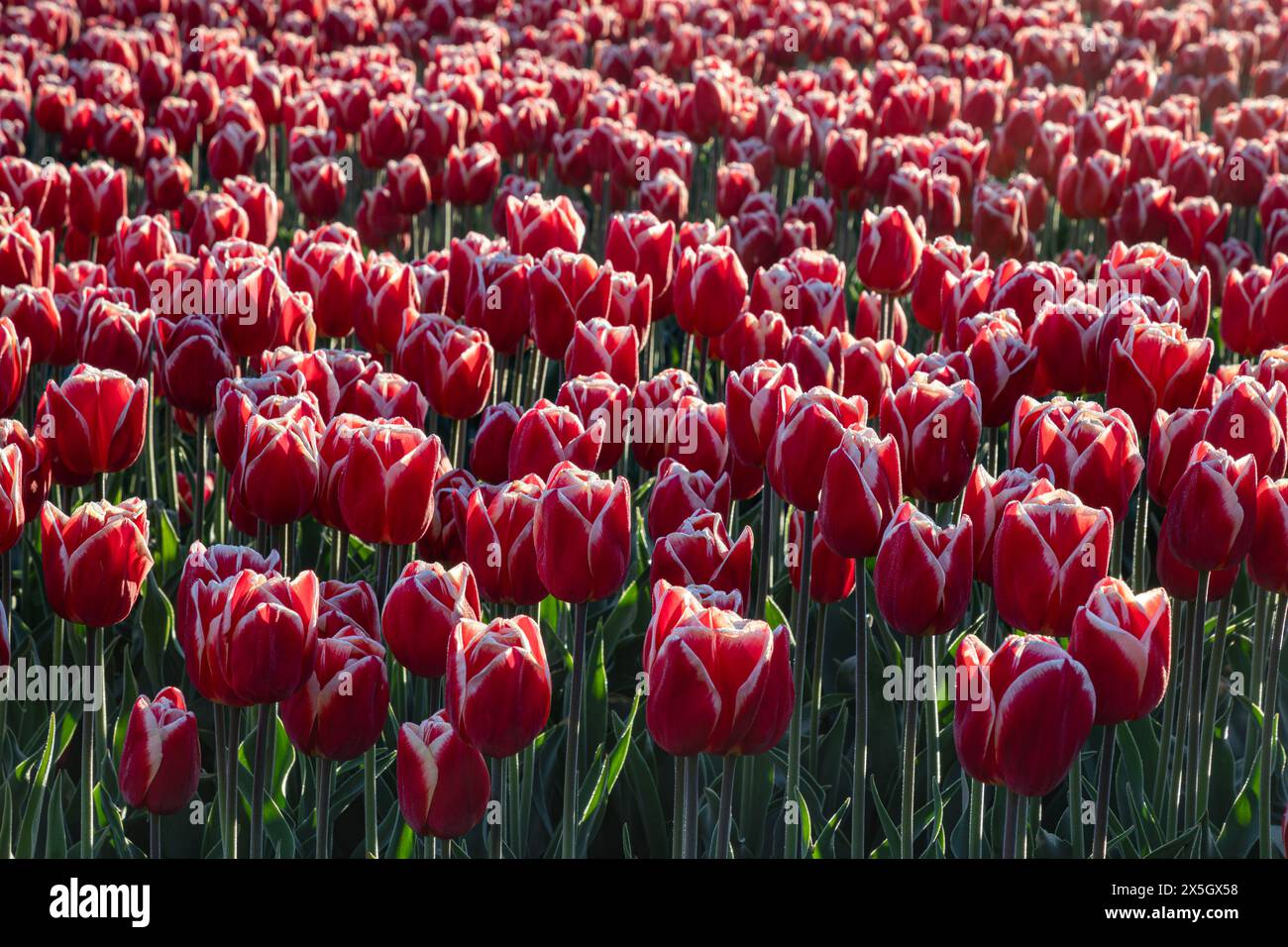 WA25189-00... WASHINGTON - Feld der roten und weißen Skagit Valley Tulpen in Blüte. Stockfoto