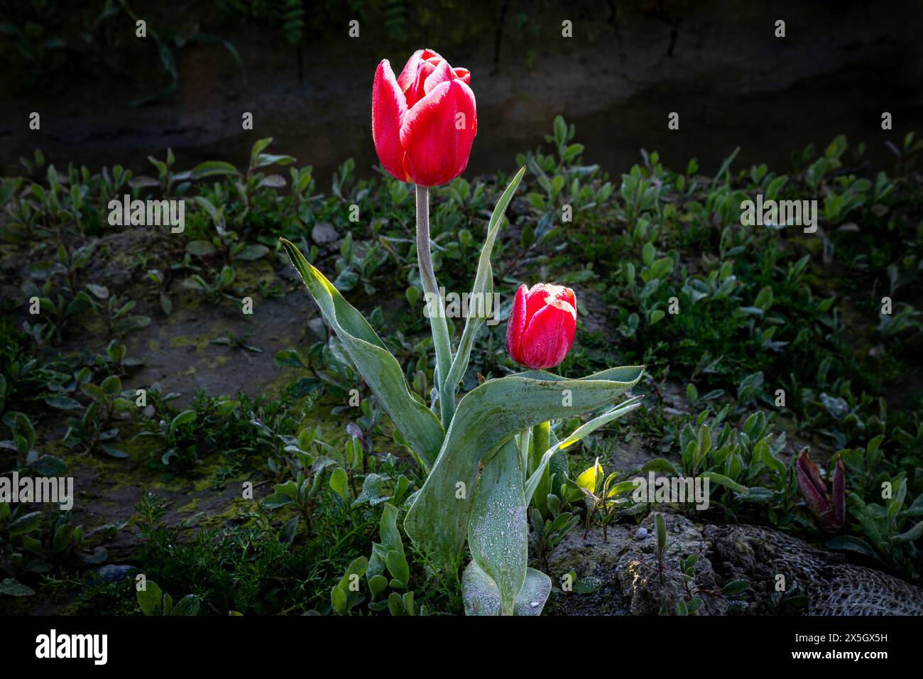 WA25191-00...WASHINGTON - Eine rote Tulpe, die nicht mit den restlichen Blüten im Tulpenfeld im Skagit Valley übereinstimmt. Stockfoto