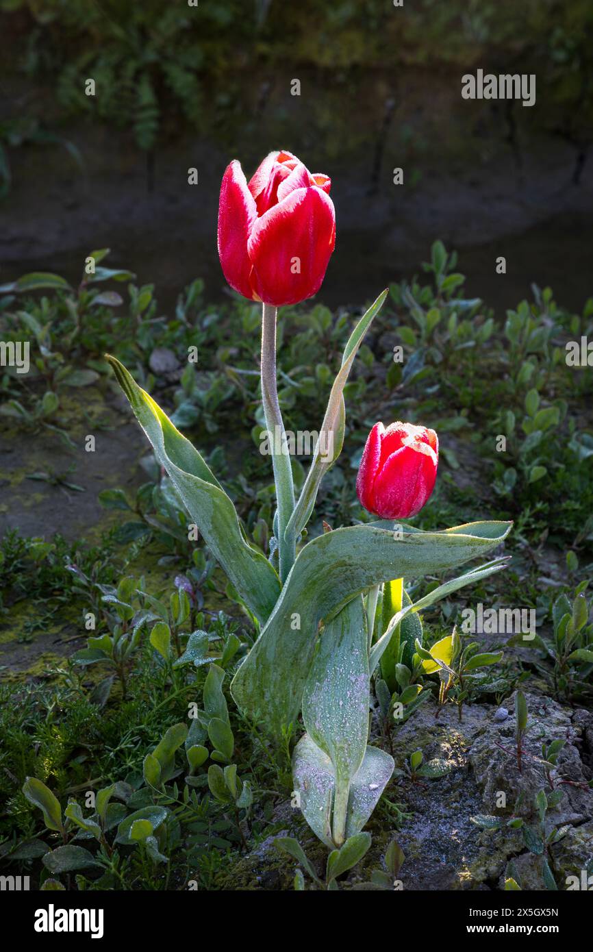 WA25192-00...WASHINGTON - Eine rote Tulpe, die nicht mit den restlichen Blüten im Tulpenfeld im Skagit Valley übereinstimmt. Stockfoto