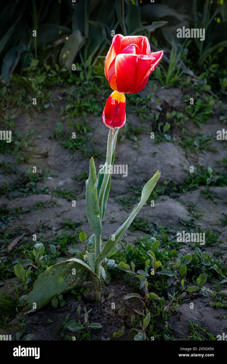 WA25193-00...WASHINGTON - Eine rote Tulpe, die nicht mit den restlichen Blüten im Tulpenfeld im Skagit Valley übereinstimmt. Stockfoto