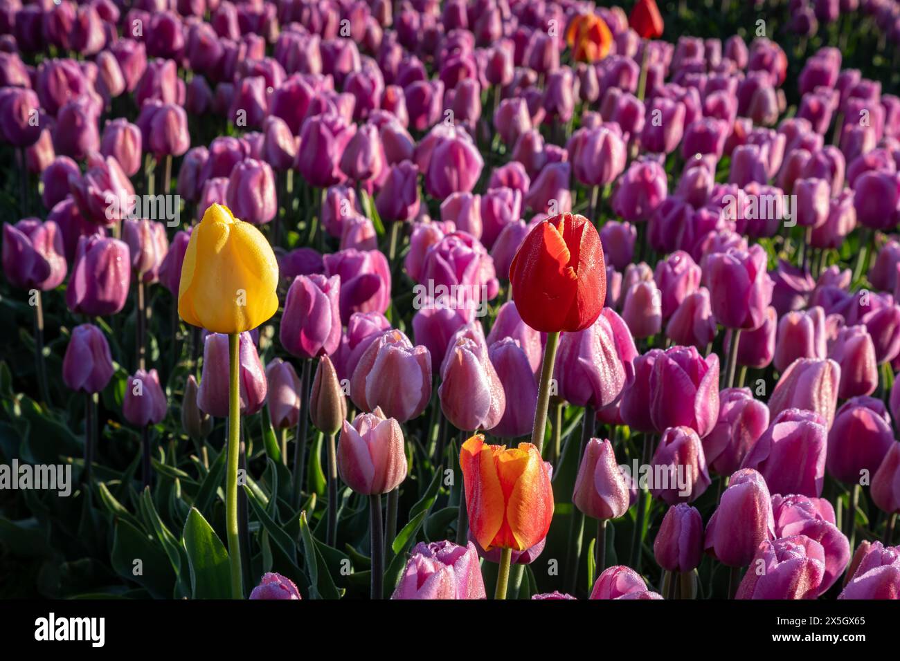 WA25195-00...WASHINGTON - Eine Reihe rosafarbener Tulpen mit ein paar überfarbenen Tupils; im Skagit River Valley. Stockfoto