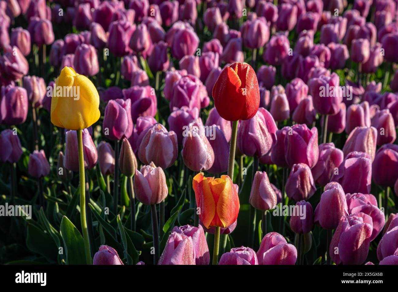 WA25196-00...WASHINGTON - Eine Reihe rosafarbener Tulpen mit ein paar überfarbenen Tupils; im Skagit River Valley. Stockfoto