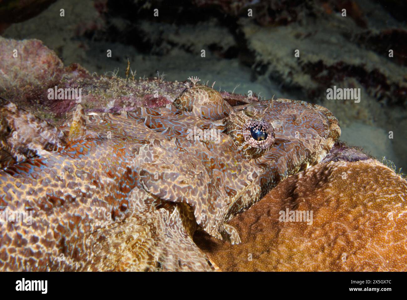 Das Gesicht eines Krokodilfisches, Cymbacephalus beauforti, auf einem Riff vor der Insel Yap, Mikronesien. Stockfoto