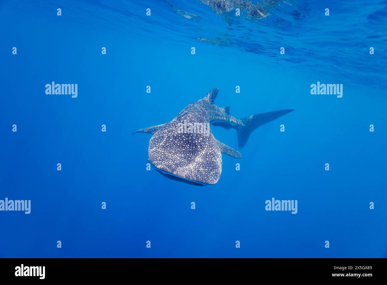 Der Walhai Rhiniodon Typus ist die weltweit größte Fischart. Baucau, Timor-Leste Stockfoto