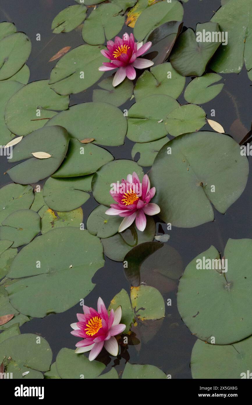 Heian-jingu-Schrein und Gärten Stockfoto