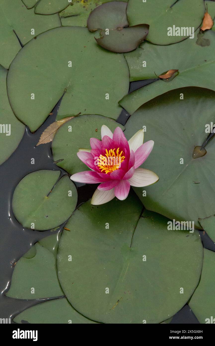 Heian-jingu-Schrein und Gärten Stockfoto
