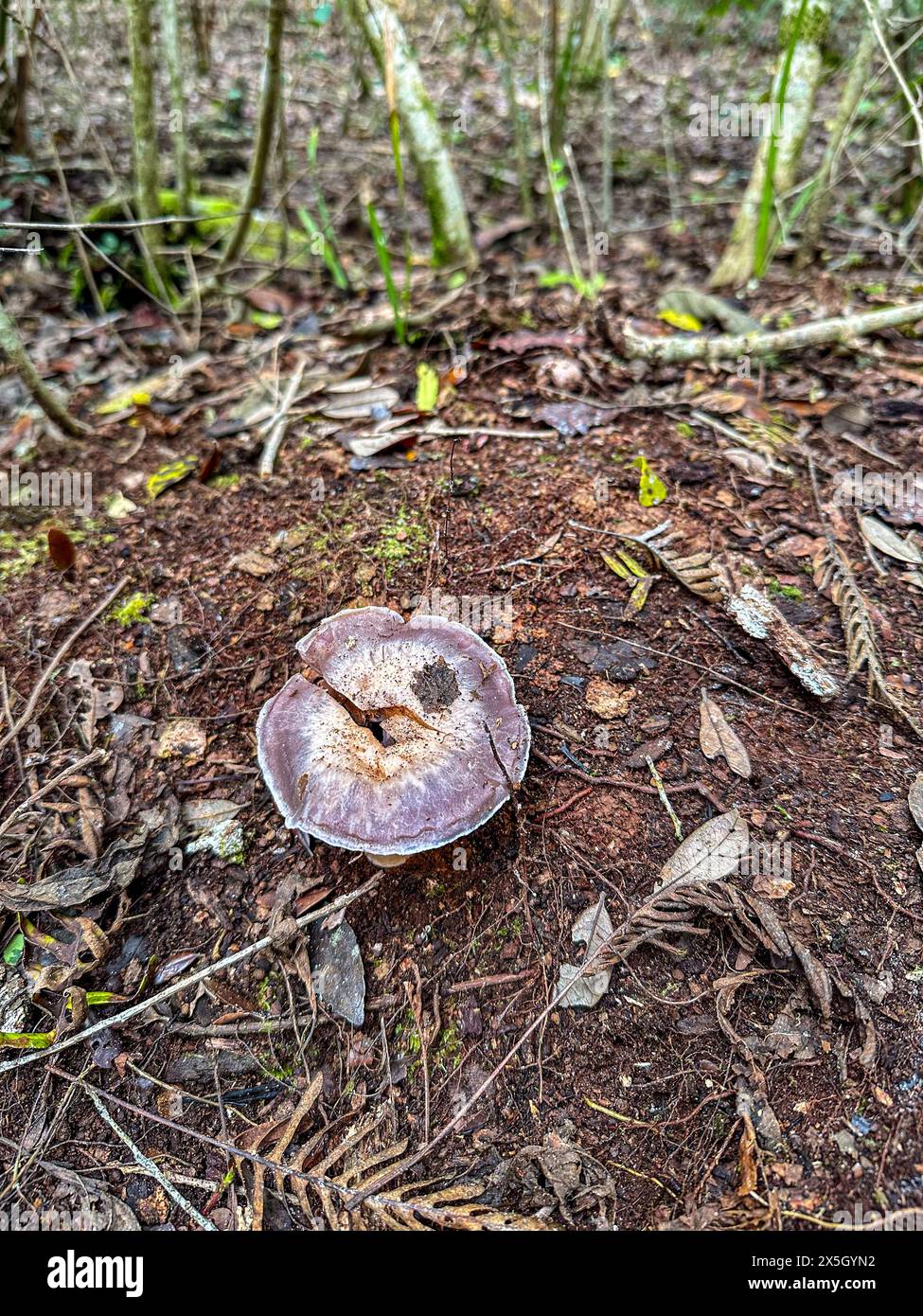 Nahaufnahme von Pilzen, die draußen auf einem Naturlehrpfad wachsen, St. Augustine, Florida Stockfoto