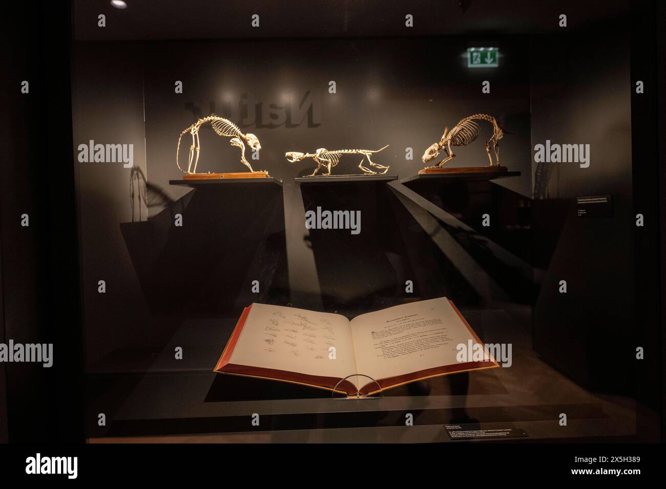 Exponate, Wirbelskelette im Goethe-Nationalmuseum, Weimar, Thüringen Stockfoto