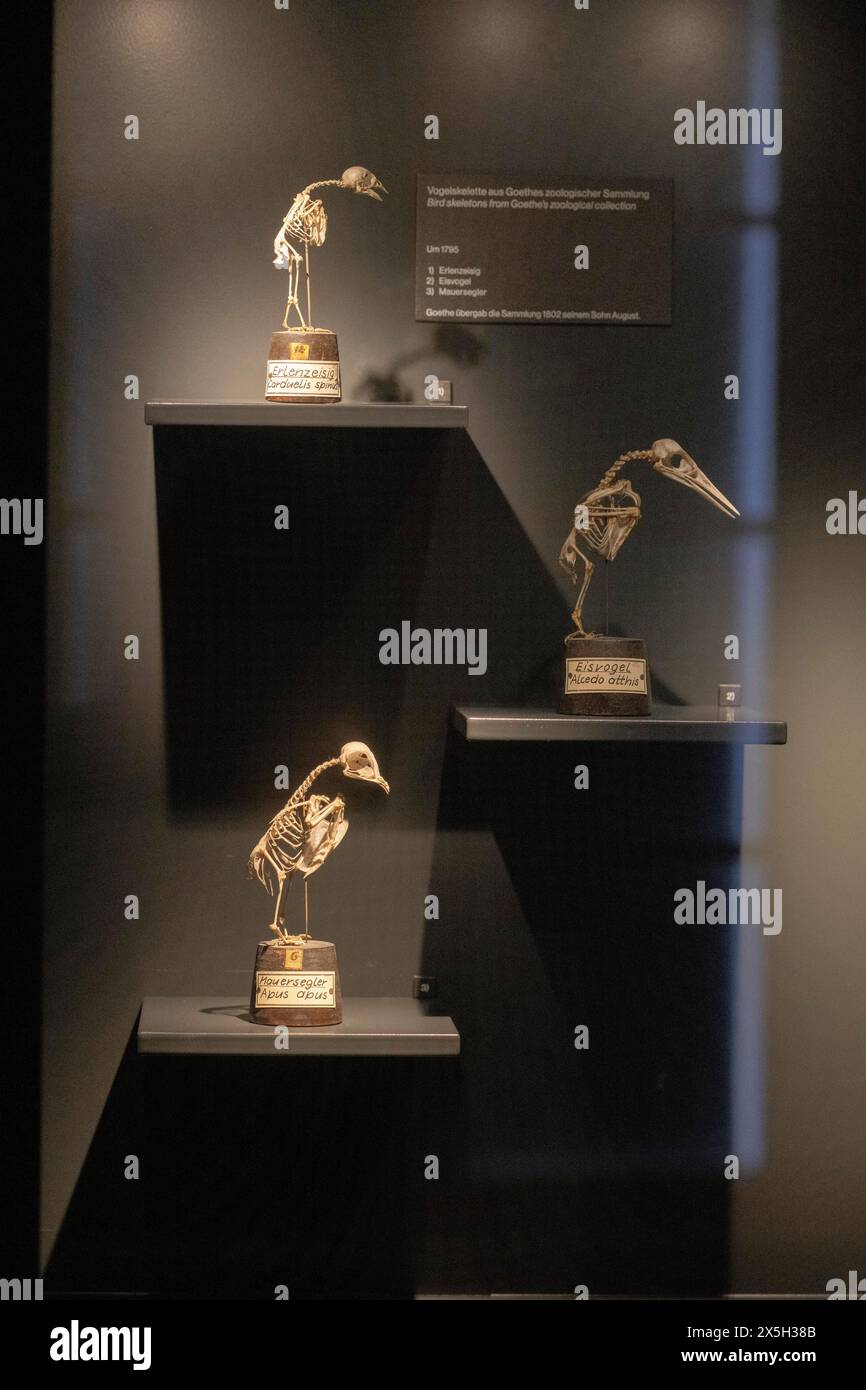 Exponate, Vogelskelette im Goethe-Nationalmuseum, Weimar, Thüringen Stockfoto