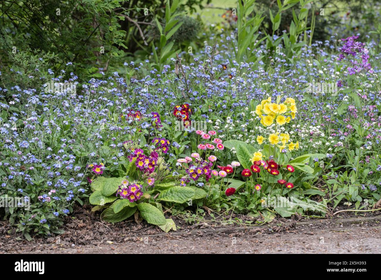 Blumenbeet mit Primula und Vergissmeinnots (Myosotis sylvestris), Thüringen, Deutschland Stockfoto