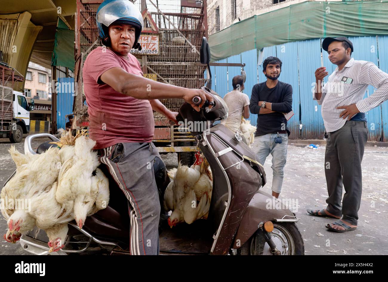 Ein indischer Mann, der auf seinem Roller mit Bündeln neu gekaufter lebender Hühner fuhr, die an das Fahrzeug gebunden waren; außerhalb des Crawford Market, Mumbai, Indien Stockfoto