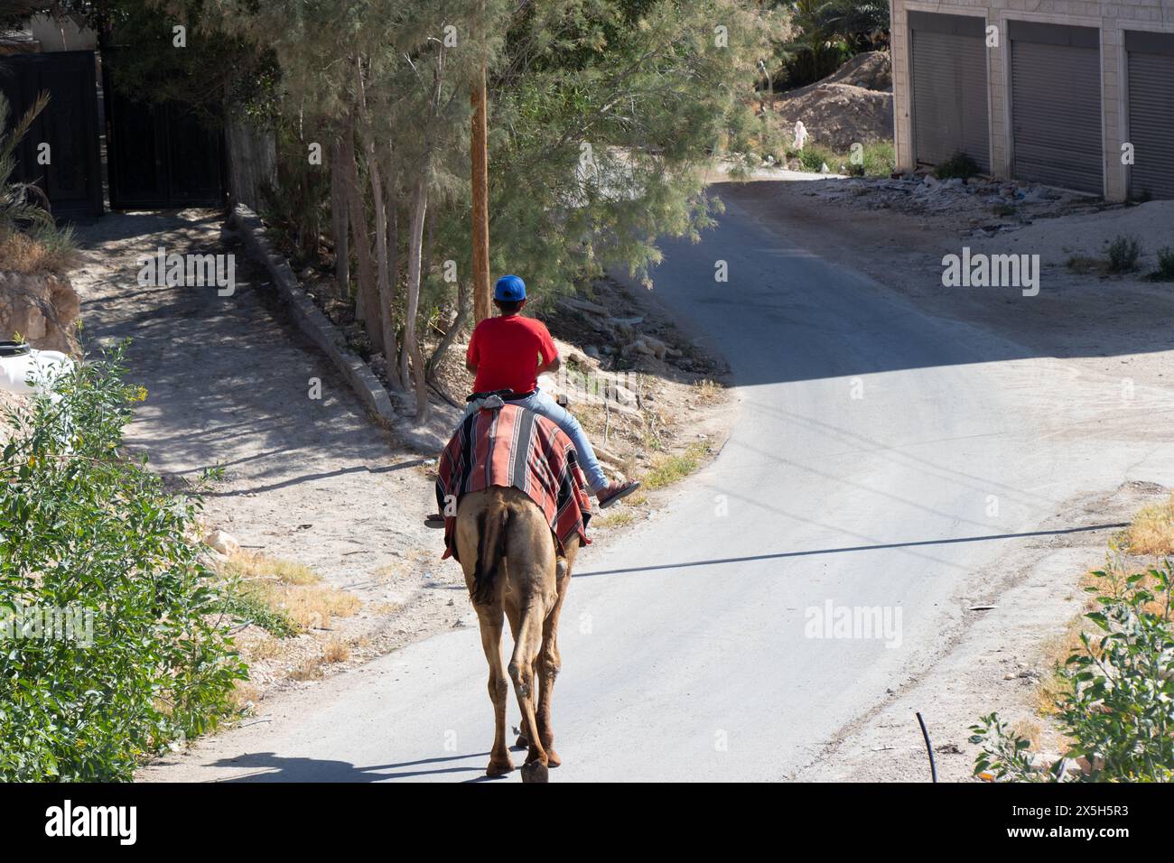 Der Junge reitet auf dem Kamel in Jericho. Sehenswürdigkeiten für Touristen, die nach Israel kommen. Jericho, Palästinensische Autonomie, Israel. Stockfoto