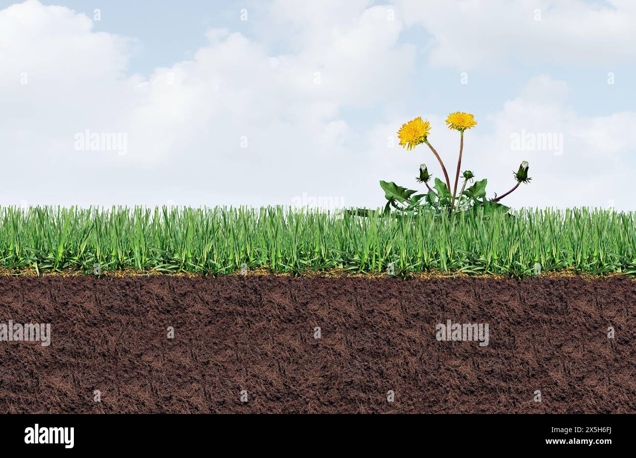 Hofunkrautprobleme als Löwenzahn-Blume und -Pflanze als Symbol unerwünschter Unkräuter auf einem grünen Grasfeld als Symbol für Herbizideinsatz im Garten oder Stockfoto