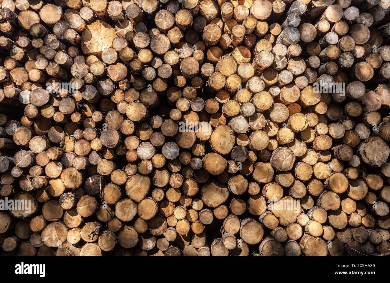 Kiefer, die in einem italienischen Wald gestapelt sind Stockfoto