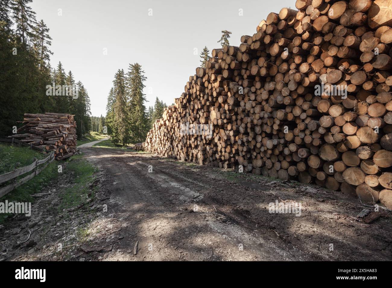 Kiefer, die in einem italienischen Wald gestapelt sind Stockfoto
