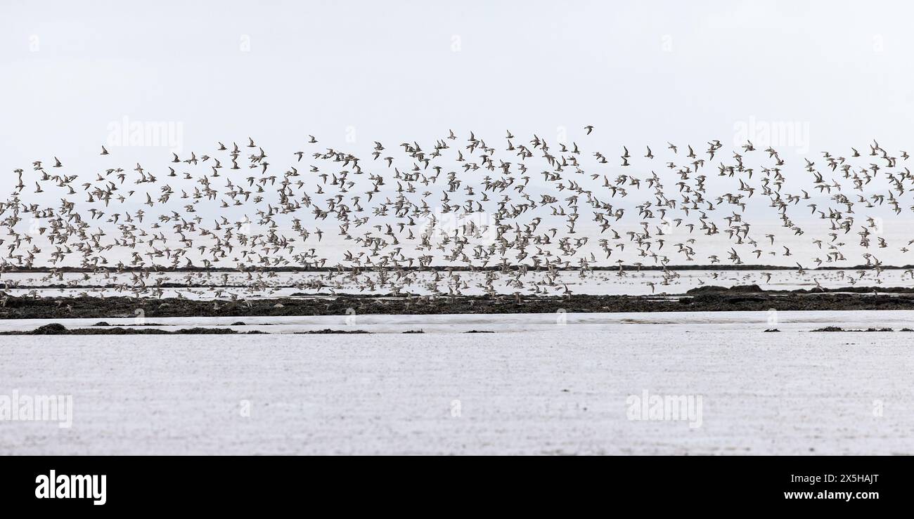 Herde of Knot [ Calidris canutus ] fliegt über den Strand am Steart Point in Somerset, Großbritannien Stockfoto
