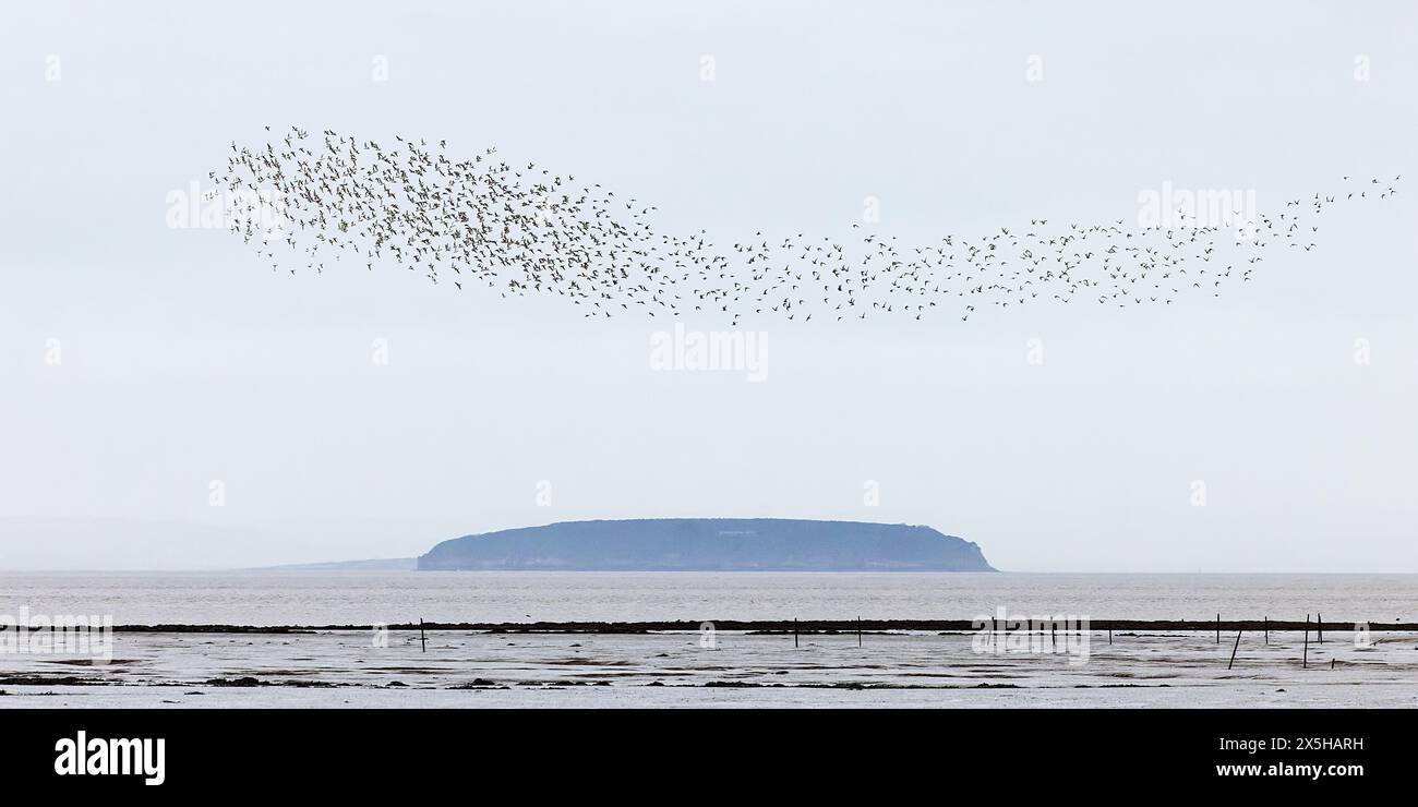 Herde von Knoten [ Calidris canutus ] fliegt über den Strand am Steart Point mit steilem Holm im Hintergrund. Somerset, Großbritannien Stockfoto