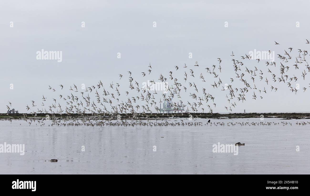 Eine Knotenherde, die über den Strand am Steart Point mit einer Ölplattform im Hintergrund fliegt. Somerset, Großbritannien Stockfoto