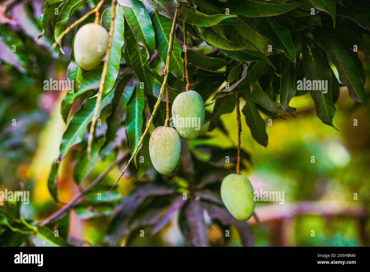 Bunte Mangos hängen am Baum Stockfoto