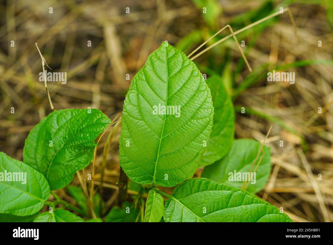 Ficus hispida-Blätter oder Ficus hispida-Blätter aus nächster Nähe Stockfoto