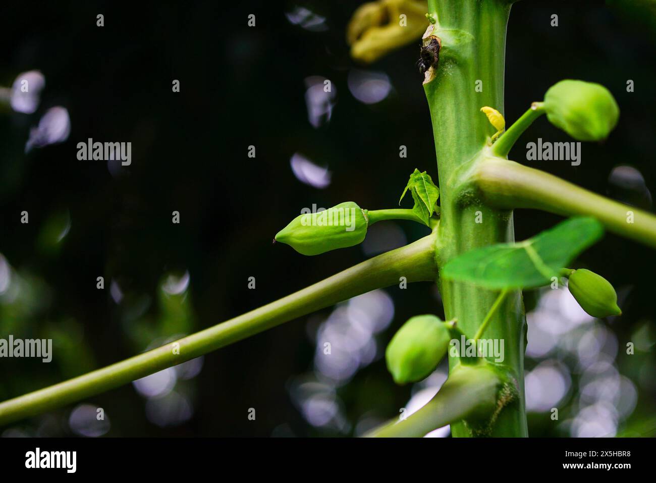 Nahaufnahme eines Pfandpfotenbaums mit Früchten und Blättern Stockfoto