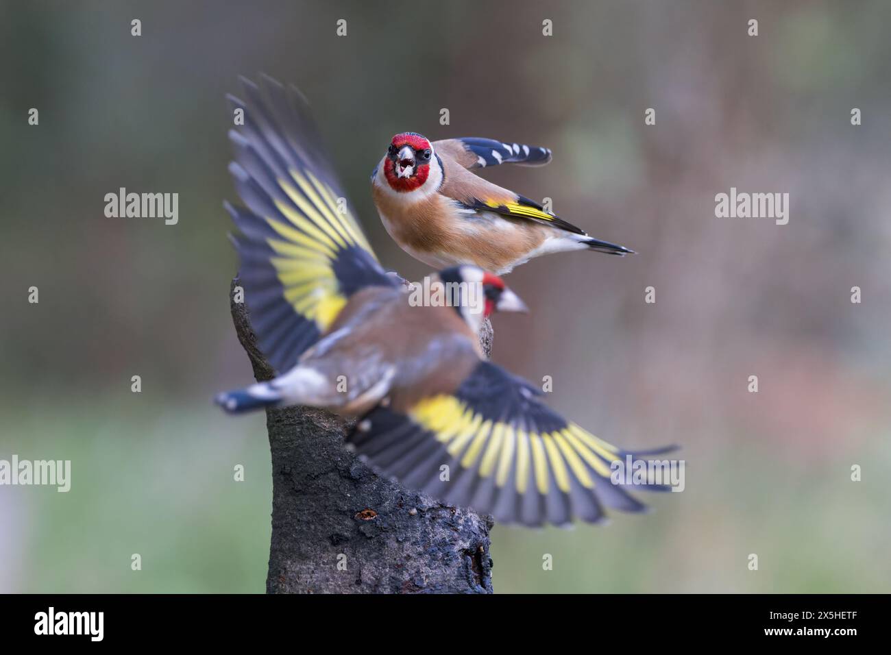 Europäischer Goldfinch [ Carduelis carduelis ] 2 Vögel kämpfen um köderten Posten UK Stockfoto