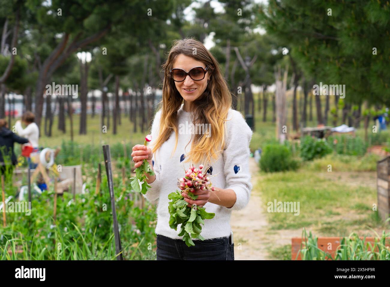 Kaukasische Frau erntet Radieschen aus einem städtischen Gemeindegarten Stockfoto