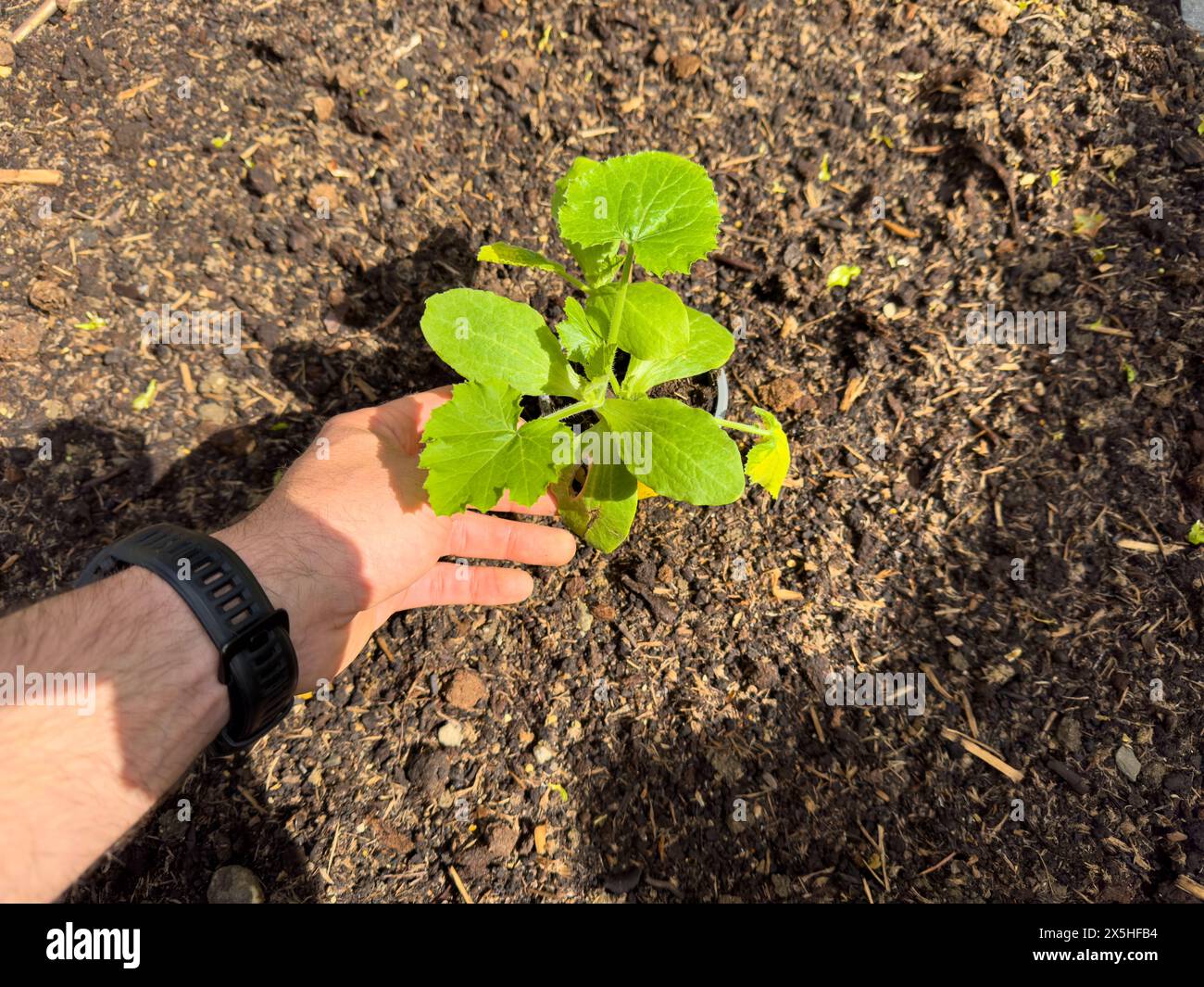 Hand hält eine Pflanze und sät im Garten Stockfoto