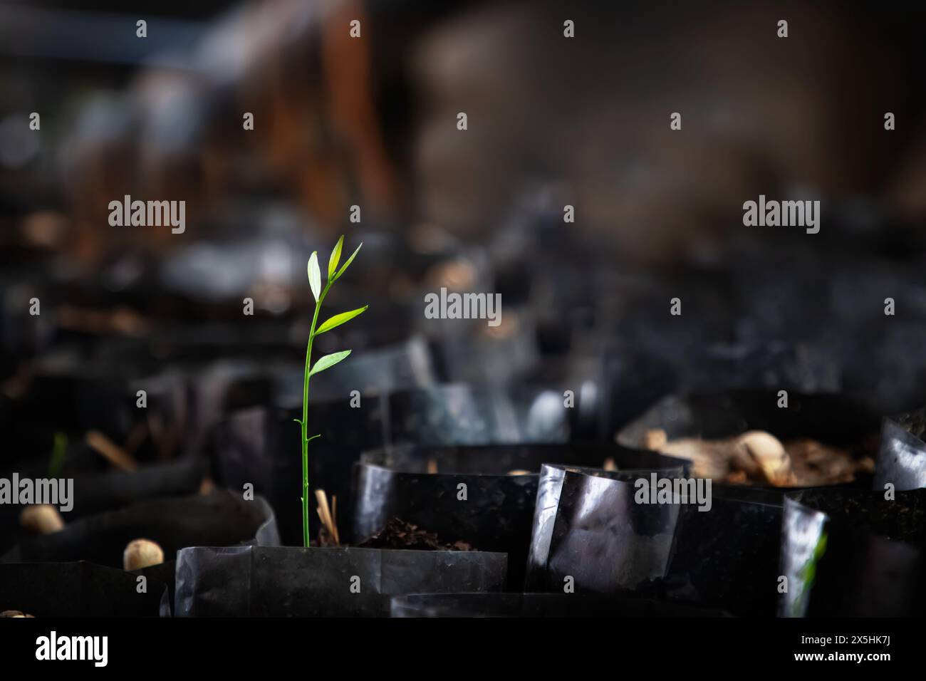 Die Melientha suavis, die für die Landwirtschaft bestimmt ist. Stockfoto