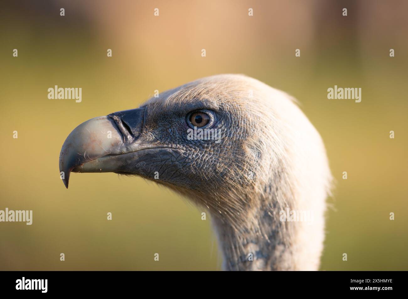 Eurasischer Gänsegeier (Gyps fulvus) Nahporträt. Fotografiert in den Pyrenäen, Spanien Stockfoto