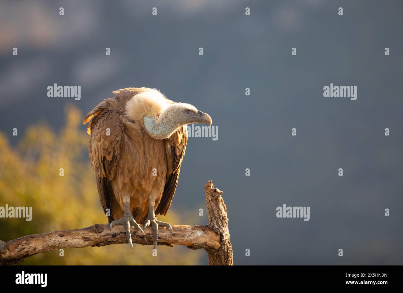 Eurasischer Gänsegeier (Gyps fulvus). Fotografiert in den Pyrenäen, Spanien Stockfoto