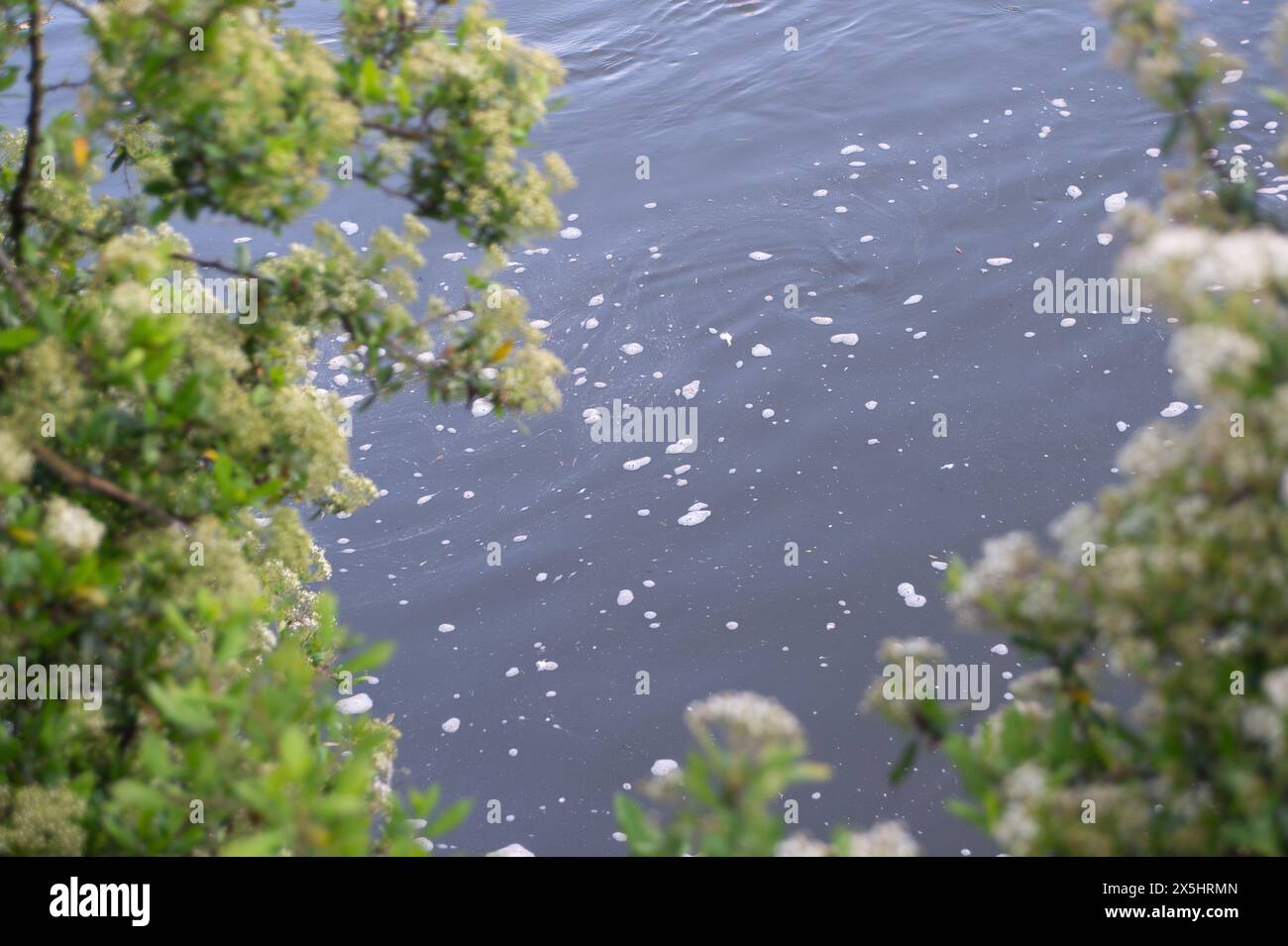 Windsor, Großbritannien. Mai 2024. Die Verschmutzung schwimmt auf der Themse in Windsor, Berkshire. Wir besitzen sie, eine Stimme für alle, die wollen, dass die öffentlichen Dienste des Vereinigten Königreichs für die Menschen und nicht für den Gewinn betrieben werden, und fordern die Wähler auf, ihre Abgeordneten zu kontaktieren, um die nächste Truss-Krise zu beenden und die Themse-Wasser jetzt zu verstaatlichen. Sie bitten die Abgeordneten, ihr Musterschreiben zu schicken, in dem sie die Abgeordneten bitten, den brandneuen Antrag zu unterstützen, in dem die Renationalisierung der Themse und aller Wasserunternehmen gefordert wird, oder die Regierung bei den Fragen des Umweltministers im Juni miteinander zu befragen. Kredit: Maureen McLean/Alamy Stockfoto